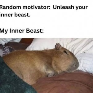 a capyberra joke.jpg