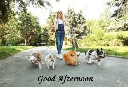 a good afternooon dog pic.jpg
