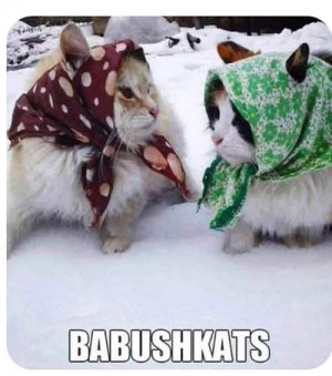 a funny cats joke.jpg