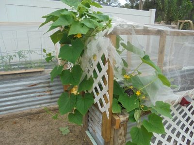 cukes.JPG