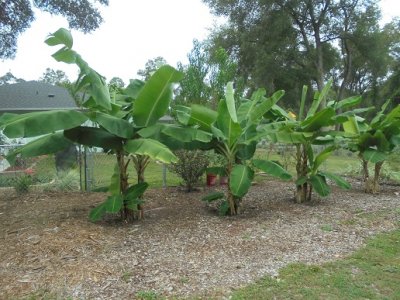 banana.JPG