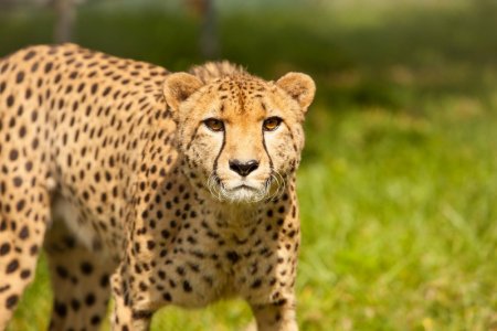 a leopard.jpg