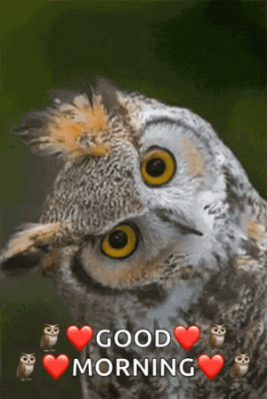 1000026011.gif