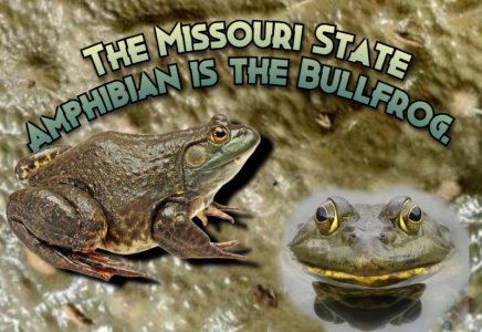 bullfrog.jpg
