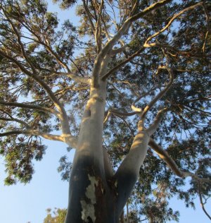 gum tree 1.JPG