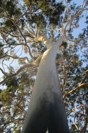 gum tree 2.JPG