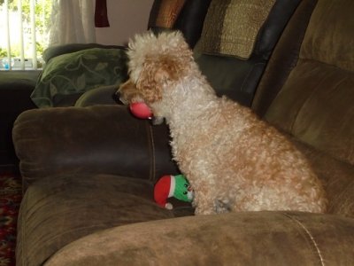 Hop and his ball.JPG