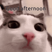good.afternoon..gif