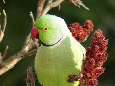 green parrot.jpg