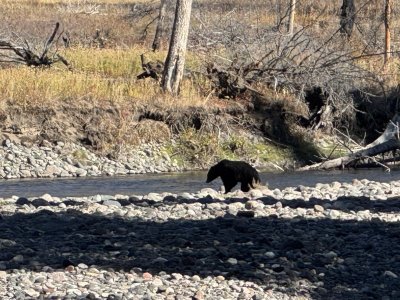 blkbearcrossing.jpg