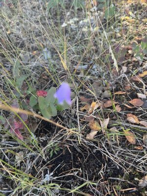 flowerpoorfocus3.jpeg flowerpoorfocus3.jpeg