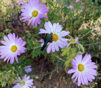 IMG_2469.jpeg