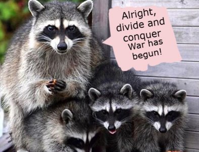 coons.JPG