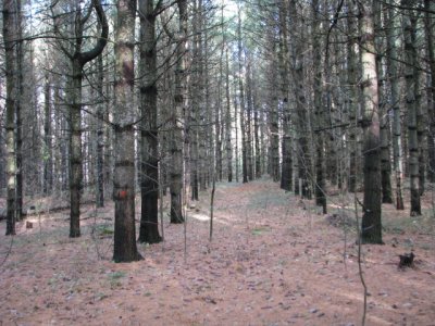 E Pines before_1.JPG E Pines before_1.JPG