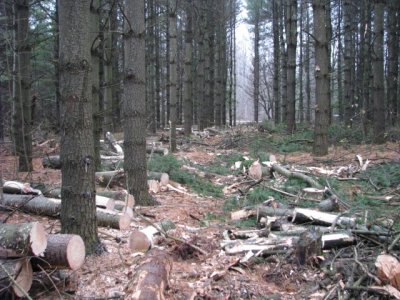 E pines after_1.JPG E pines after_1.JPG