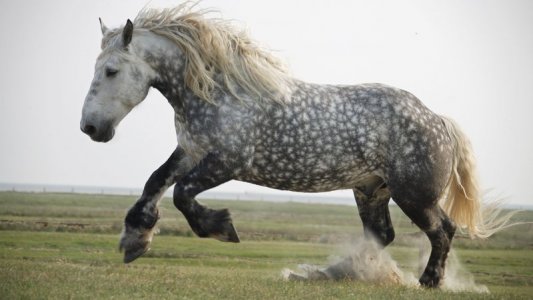 Percheron.jpg