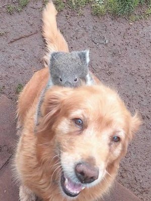 koala-rides-on.jpg koala-rides-on.jpg