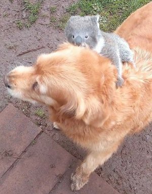 koala-rides 2.jpg koala-rides 2.jpg