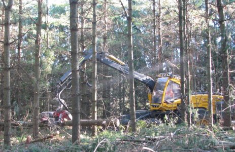 Cutting Logs_1.jpg
