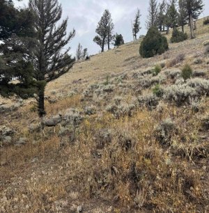 101125muledeer.jpg