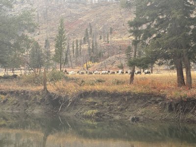 101225packtrain passing.jpg