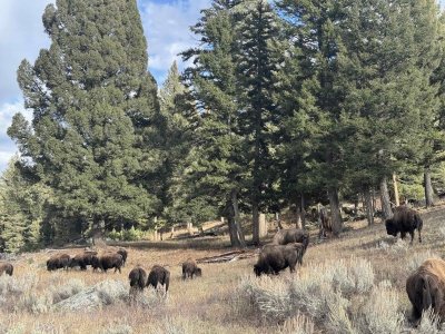 101325campbuff.jpg