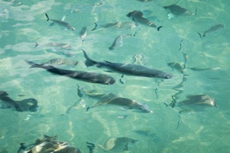 turq fish2.jpg