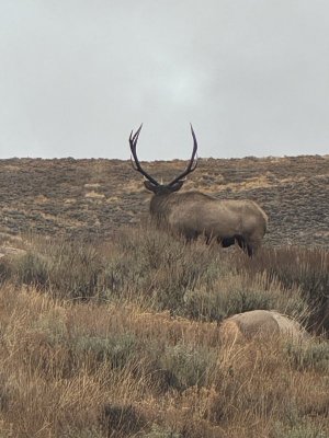 10425elk7x7.jpg