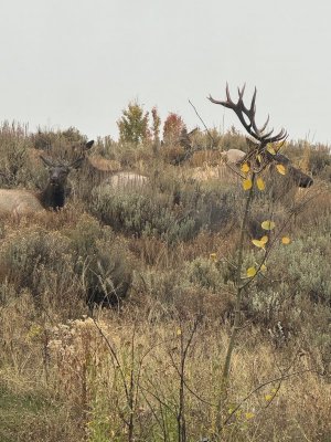 bullcowbedded.jpg