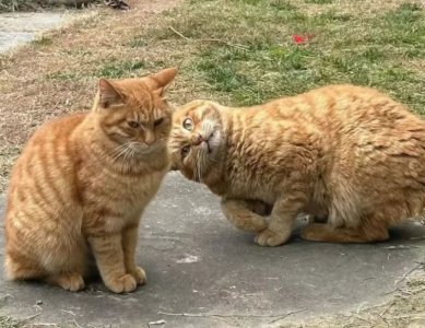 cats.jpg