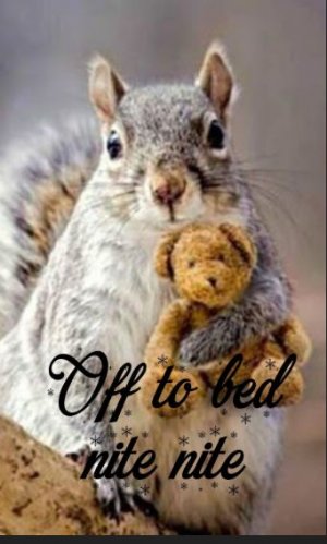 squirrelnight.JPG