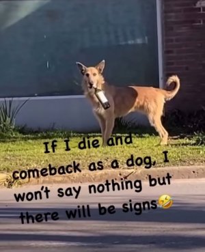dog 1.jpg