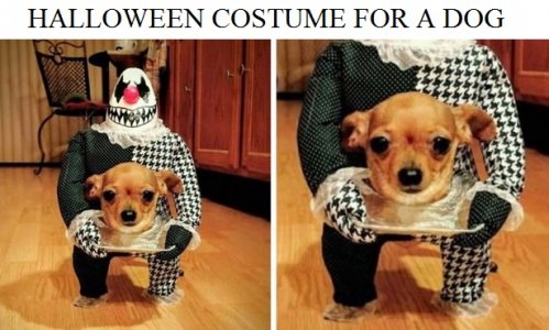 halloween costume for dog.jpg