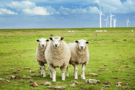calm faithful sheep .jpg