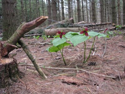 Red Trillium.JPG