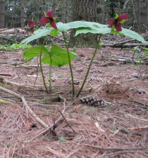 Three Trillium.jpg