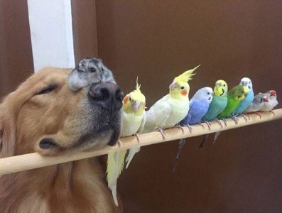animal.jpg