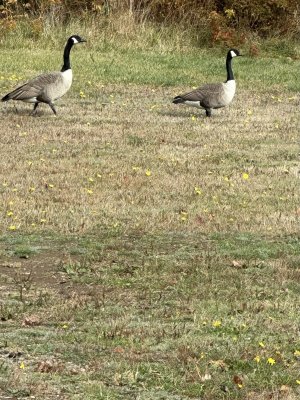 IMG_1098.jpeg IMG_1098.jpeg