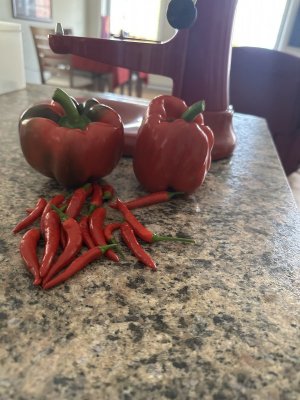 IMG_1049.jpeg