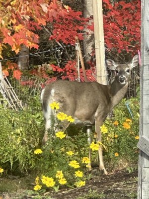 IMG_1126.jpeg