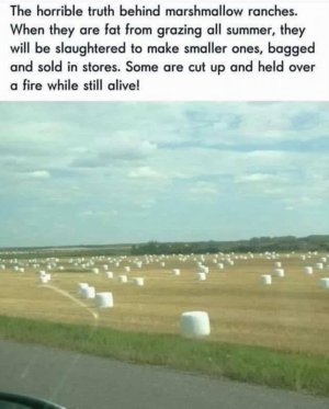 IMG_3157.jpeg