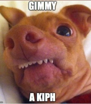 a kiss dog meme.jpg