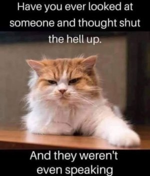 a shut the hell up cat Sun1012.jpg