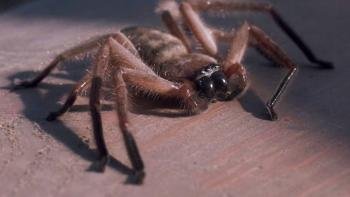 arachnophobia-ss1.jpg