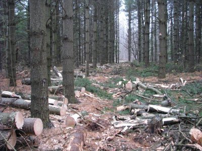 E pines after_1_1.JPG