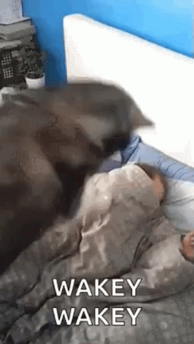 1000026453.gif