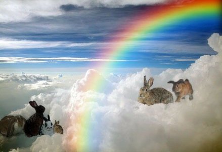 rainbowbridgebunnies.jpg