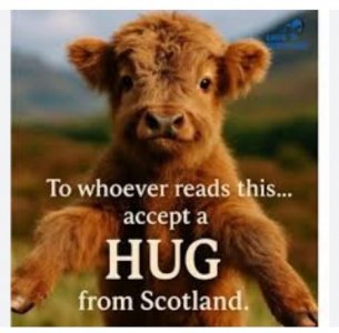 cow hug.jpeg cow hug.jpeg