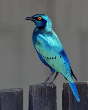 turq blue eared starling.jpg