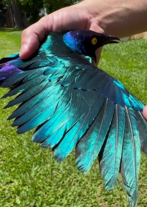 turq feathers.jpg